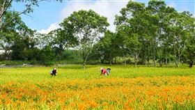 赤柯山金針花 （圖／花東縱谷風景管理處提供）