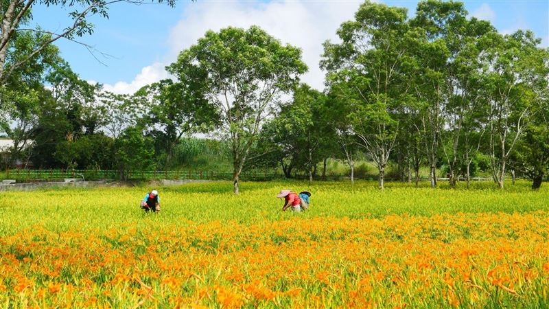 植物醫師惹議！醫怒：修馬路叫馬路醫師？