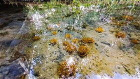 林園濕地7萬「水母倒立」！如花開畫面曝