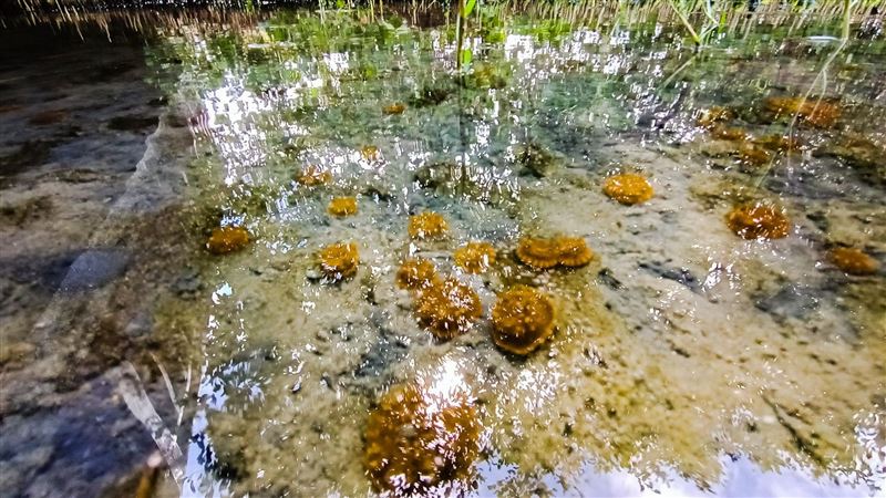 林園濕地7萬「水母倒立」！如花開畫面曝
