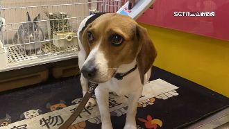 米格魯馬路上亂竄！警帶回PO網幫找飼主