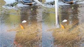 福壽山農場　　結冰　藍茵湖（圖／翻攝自臉書）