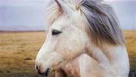 ▲生肖（圖／翻攝自pixabay）