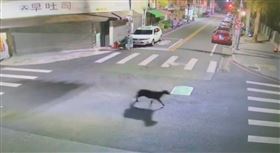 黑色綿羊，埔里街頭狂奔，走進派出所，員警圍捕，（圖／翻攝畫面）