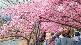 靜岡伊豆河津櫻，日本本州最早開花的櫻花地區。（圖／旅遊業者提供）