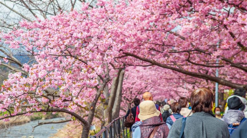 2025日本櫻花最新預測！專家：開花期偏早