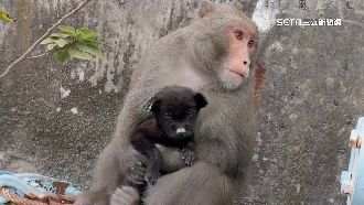 小黑狗遺體掛樹上　解剖發現脊椎斷、胃空