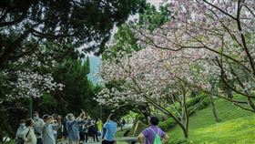 台北陽明山花況。（圖／北市府提供）