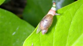 受彩蚴吸蟲感染的椎實蝸牛。（圖／特生中心提供(施禮正攝)）