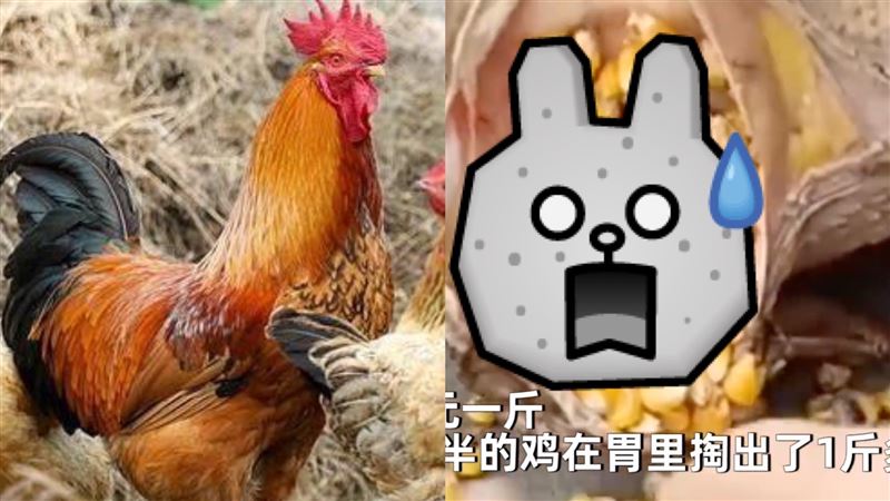 全雞肚子「有顆粒狀」剖肚傻眼：被撐死的