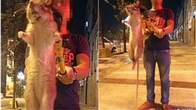 巨無霸大老鼠遭到車行老闆打死。（圖／翻攝自搜狐）