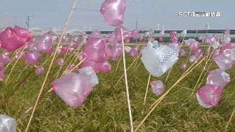 自製驅鳥神器「變花海」　意外成打卡景點