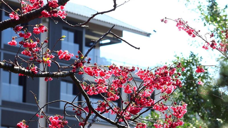 古蹟、溫泉、花飛舞　有北投何須飛出國？