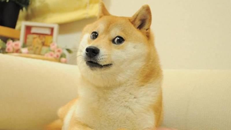 「迷因梗圖柴犬」病危！全球網友幫集氣