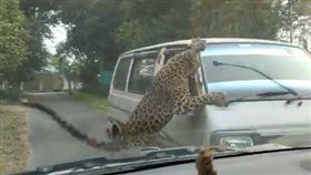 印度野豹，飛撲，恐怖攻擊
圖/翻攝自推特
https://twitter.com/Ibrahimrfr/status/1607298915774402560?ref_src=twsrc%5Etfw%7Ctwcamp%5Etweetembed%7Ctwterm%5E1607298915774402560%7Ctwgr%5E5c08703376946a7fe0c804abe80d4eefe0e6d48