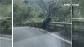 南橫巧遇「黑熊奔跑」　拍攝者大呼「真的有熊」