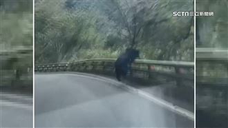 南橫巧遇黑熊奔跑！拍攝者驚呼：真的有熊
