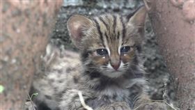 圖／動物園提供