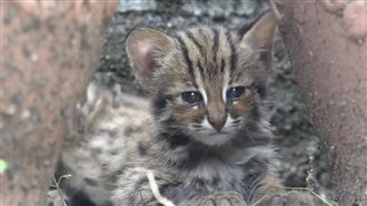 保護石虎！動物園特展曝瀕危動物處境
