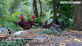 鄰居養雞。（圖／陳女授權提供）