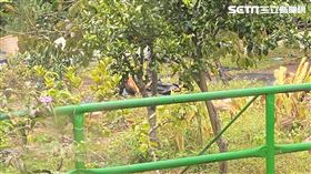 鄰居養雞。（圖／陳女授權提供）