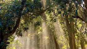 台南山上花園水道博物館林間陽光灑地美景台南山上花園水道博物館近日在臉書粉絲專頁貼出一張園區美景照，陽光透過林木空隙灑在地面上，引來不少網友讚賞。（台南市文化局提供）中央社記者楊思瑞台南傳真  111年12月31日