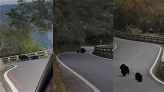 珍貴畫面！台灣黑熊母子南橫公路散步