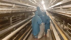 禽流感,蛋場,養鴨場,撲殺,防疫所