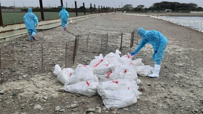 H5N1禽流感入侵　防疫所急撲殺4萬隻雞鴨