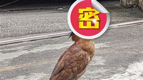 網友貼出大笨鳥吃老鼠的畫面。（圖／翻攝自路上觀察學院臉書社團）