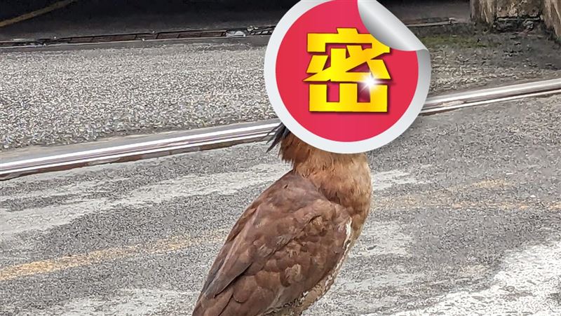 北市大笨鳥「吃尾牙」　衝擊畫面曝：太狠