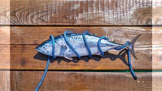 人到中年要多吃「這種」魚！研究：每週至少1份可減少腦部炎症、防失智