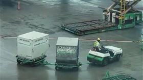 ▲長榮航勤董事長陳有玉、總經理林大淵和多位主管 衝第一線搬行李 畫面 轉盤 盤櫃 停機坪 （圖／記者張昱傑攝影） 