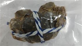 0103打閘蟹(食藥署提供)