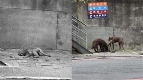 獼猴,中山大學,狗,啃咬,圍觀,原生種（圖／翻攝自「生態大腸花論壇」）