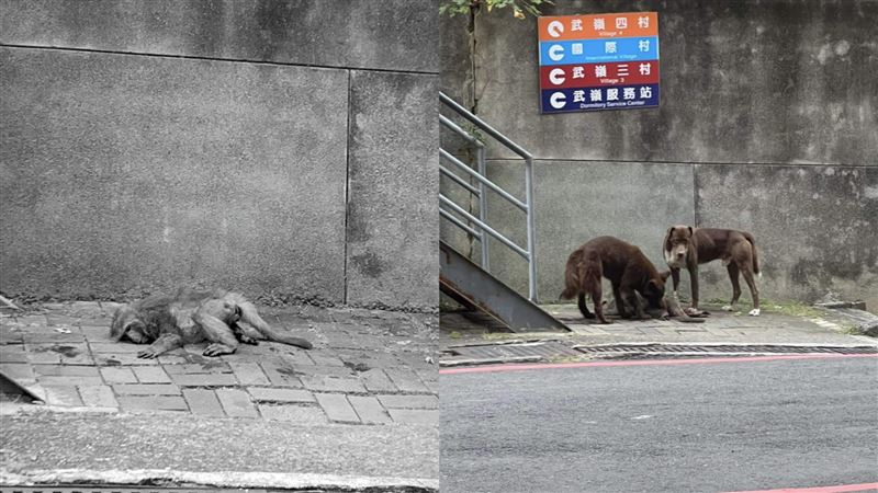 中山大學獼猴遭狗咬死！他：學生戲謔圍觀