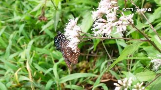 台東蝴蝶谷沒蝴蝶　「紫斑蝶」南遷量少