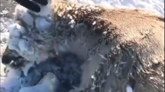 鹿遭雪凍成冰雕！路人1舉動…牠恢復活力