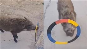 棕毛豬表演轉圈圈。（圖／翻攝自微博）