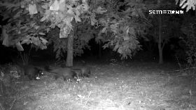 L果子狸偷柿0830