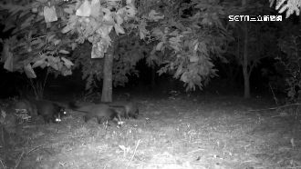 果園甜柿被嗑光　凶手竟是「果子狸家族」