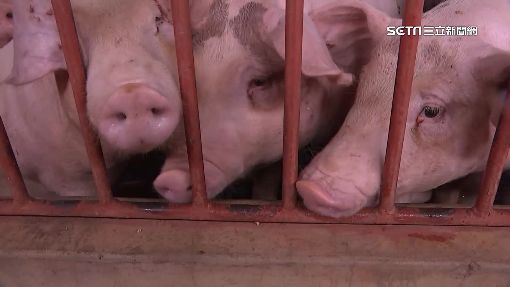 2027年全面禁廚餘養豬！環境部祭4規劃