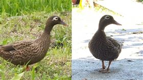 花蓮驚見稀有保育動物！台版萊島鴨身世曝