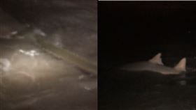 外觀長得像電鋸，竟然是超罕見魚類「鋸鰩」。（圖／翻攝自TikTok＠shaaaarky）