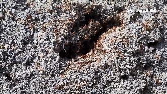 花蓮「紅火蟻」危害擴大　被咬傷恐休克