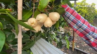 獨／白玉蓮霧受寒害　果農嘆產量減約3成