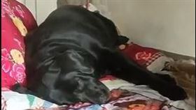 黑狗，主人離世 圖／翻攝自新華社微博