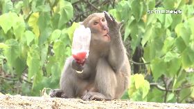 壽山猴搶食1800