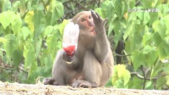 笑翻！達人示範擺脫「山道猴子」萬人按讚