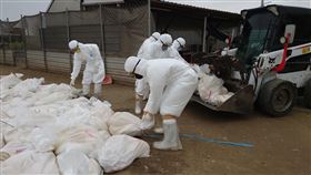 台南,禽流感,H5N1,肉鵝,撲殺,禽隻,異常死亡,